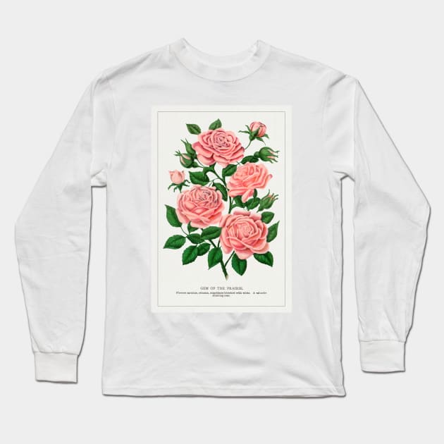 Pink rose, Gem of the Prairie lithograph (1900) Long Sleeve T-Shirt by WAITE-SMITH VINTAGE ART